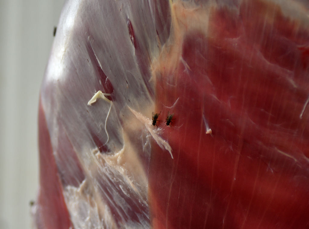 Flies rest on the skinned carcass of a goat that was sacrificed for Eid al-Adha